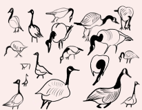 Rethinking design leadership with swarms and flocks